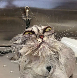 Meet your Posher, Josie